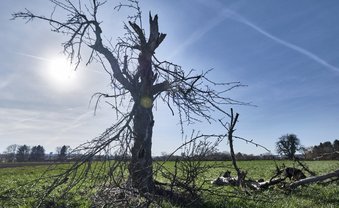 Pfeifen im absterbenden Walde