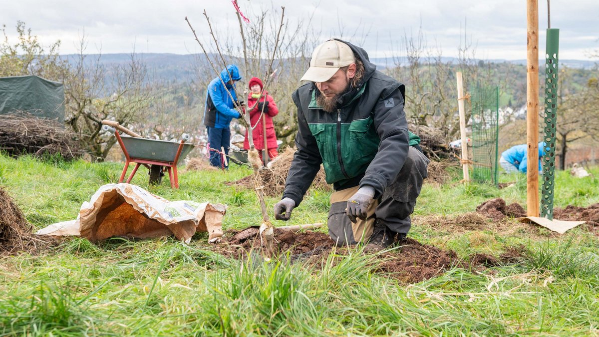 Florian Hurtig umwickelt die jungen Bäume, um sie vor Rehen und Wühlmäusen zu schützen.