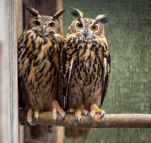 Uhus – mit Spannweiten bis 1,7 Meter die größten heimischen Eulen. Uhus – mit Spannweiten bis 1,7 Meter die größten heimischen Eulen.