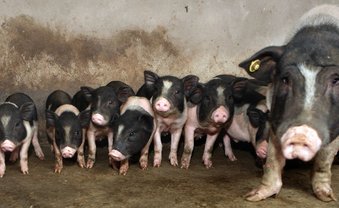 Welches Schweinderl hätten S' gern?