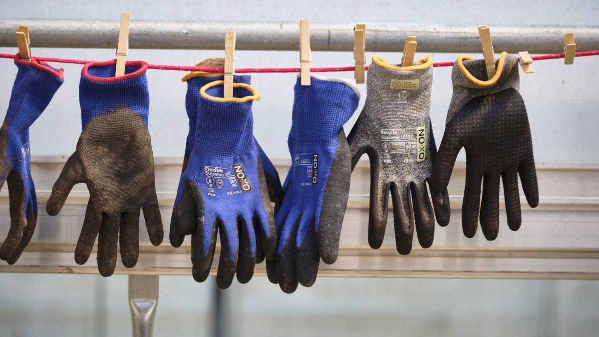 Ob Frau oder Mann: gleiche Arbeitshandschuhe, unterschiedliche Entlohnung. Foto: Joachim E. Röttgers