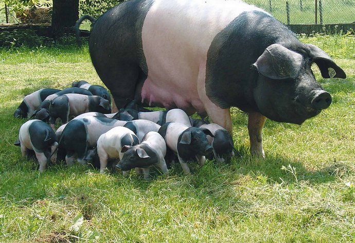 Glückliche Schwäbisch-Hällische Landschweinchen. Foto: Tanja Kurz, CC BY-SA 4.0 Glückliche Schwäbisch-Hällische Landschweinchen. Foto: Tanja Kurz, CC BY-SA 4.0