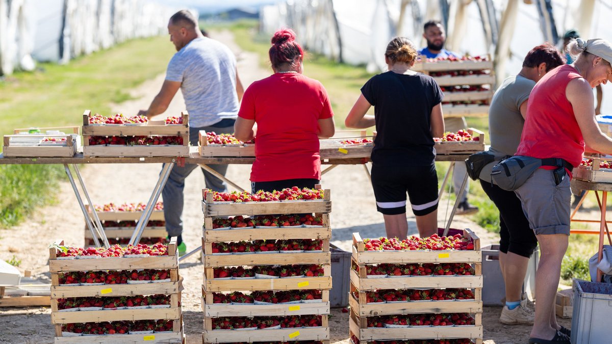 An einem guten Tag erntet eine Person bis zu 40 hölzerne Steigen à zehn Pappschälchen à 500 Gramm Erdbeeren.