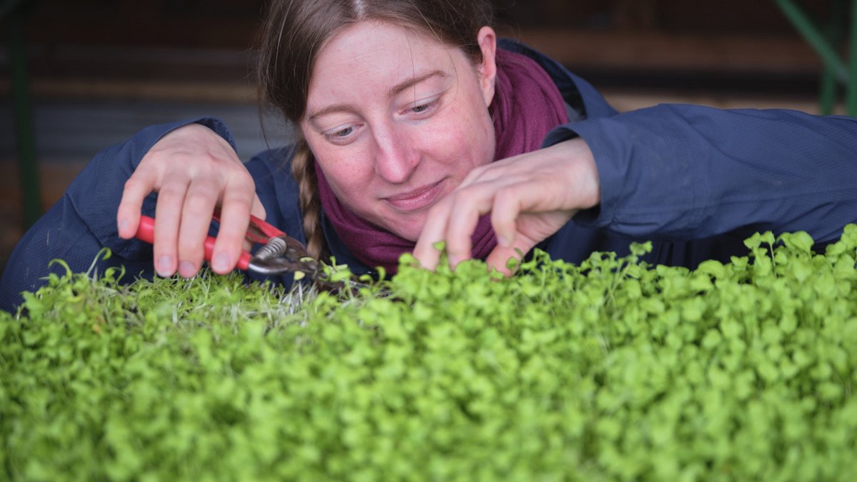Ohne Moos nix los? Stefanie Bremer bei der Kresseernte. Fotos: Joachim E. Röttgers