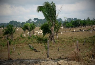 Viel Urwald muss Weiden weichen. Foto: Poema