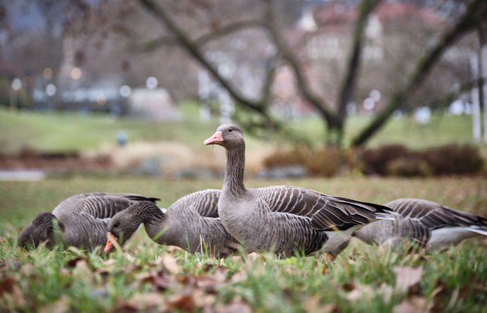 Graugänse im Stuttgarter Schlossgarten.