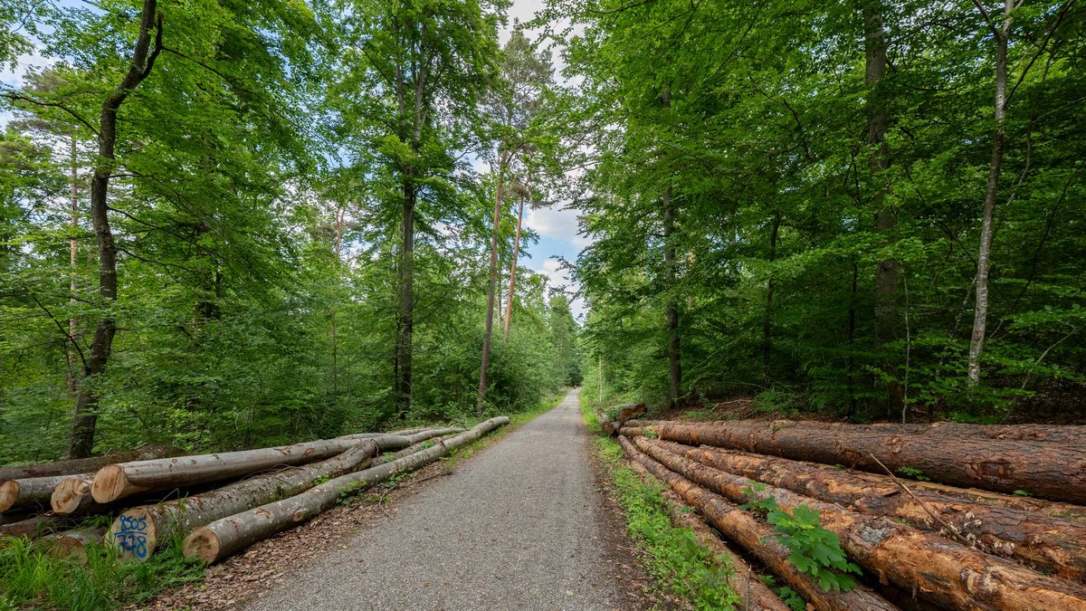 In der Senkrechten augenscheinlich gesund: Buchen und Kiefern im Schönbuch bei Herrenberg. Foto: Jens Volle