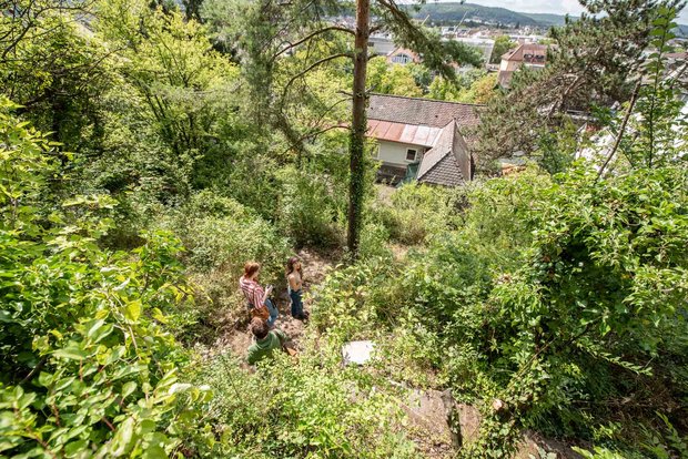 Liebenswerter Wildwuchs im Garten.