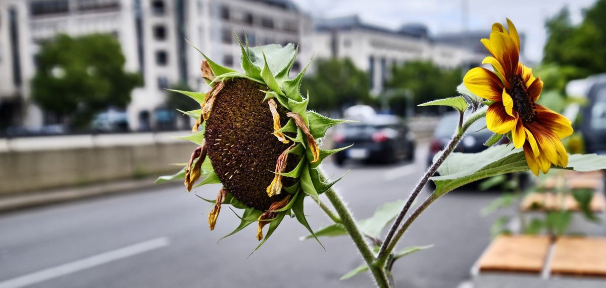 Parkplätze zu Sonnenblumen-Beeten! 