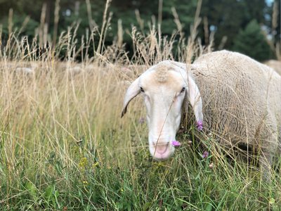 ... weil Tiere wie dieses sie pflegen. 