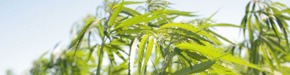 Eingeständnis einer Niederlage