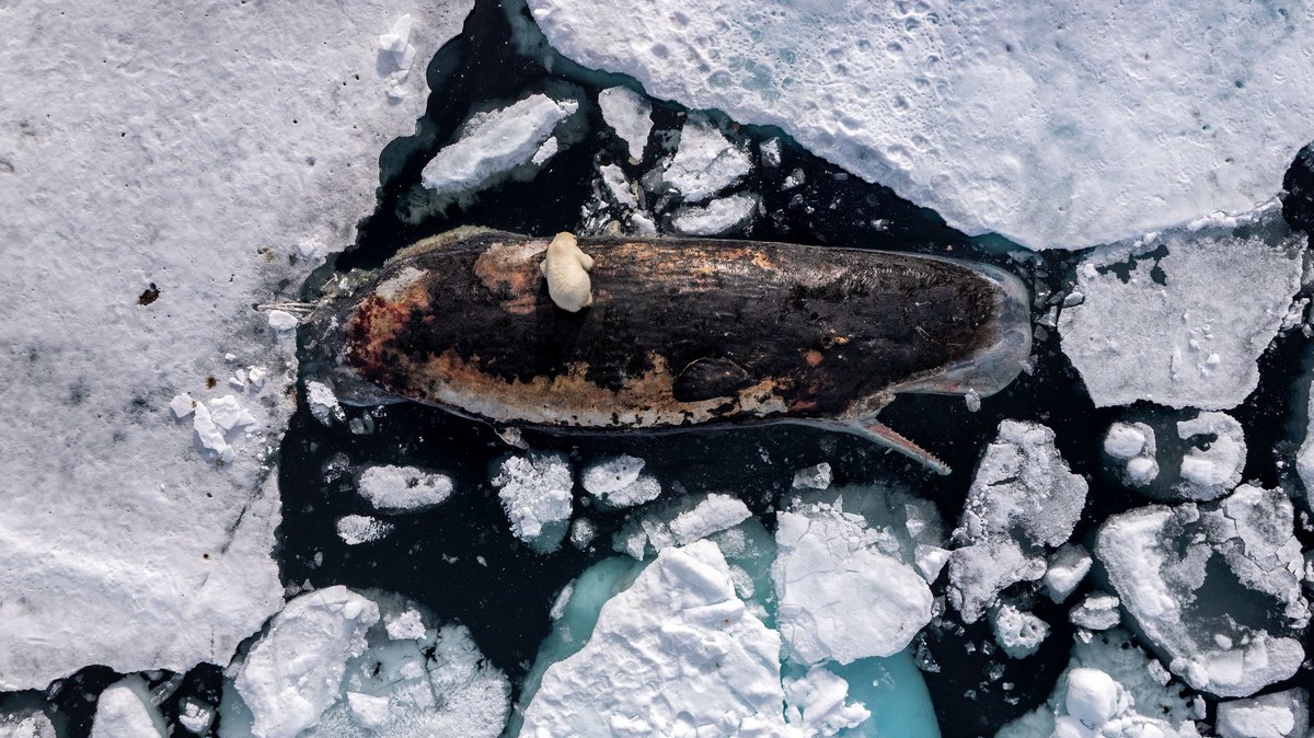 Polar Bear on Sperm Whale. Foto: Roie Galitz