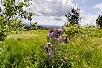 Das schönste Reallabor von allen: Nordschwarzwald.