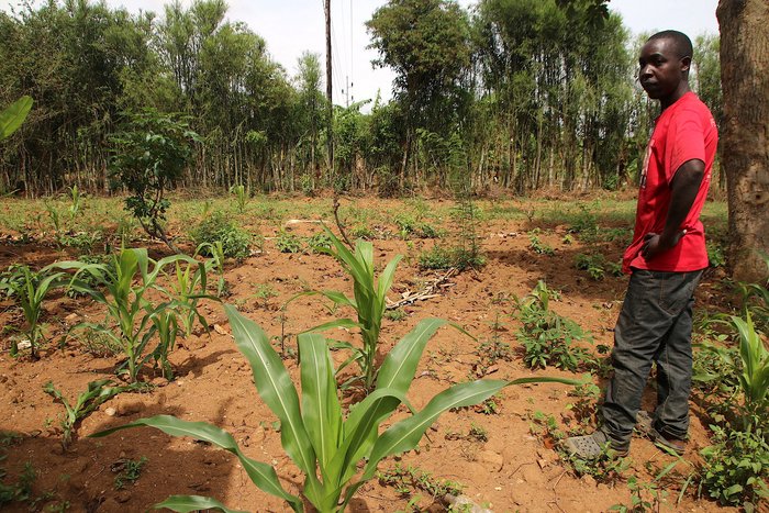 Karge Ernte, weil der Regen ausbleibt: Theoneste Barasebwa (40) auf seinem Feld in Kugora im Distrikt Bugasera, Ruanda, das seine Familie mit zwei Kindern ernähren soll.