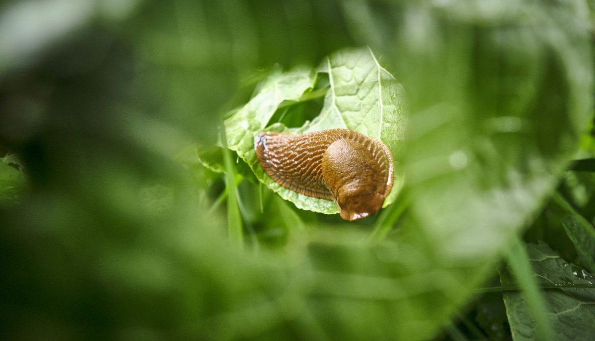 Wenn sich die kleine Raupe Nimmersatt durch die Welt knabbert, finden es alle süß. Tut die Schnecke das gleiche, rastet die Menschheit aus. 