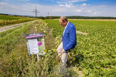 Bauernpräsident Joachim Rukwied zwischen Rüben und Blühstreifen. Bauernpräsident Joachim Rukwied zwischen Rüben und Blühstreifen.