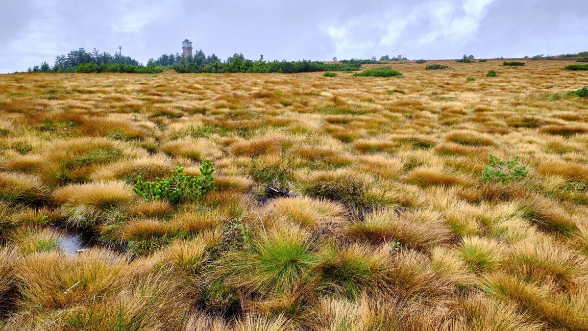 Hochmoor auf der Hornisgrinde, dem höchsten Berg des Nordschwarzwaldes. 