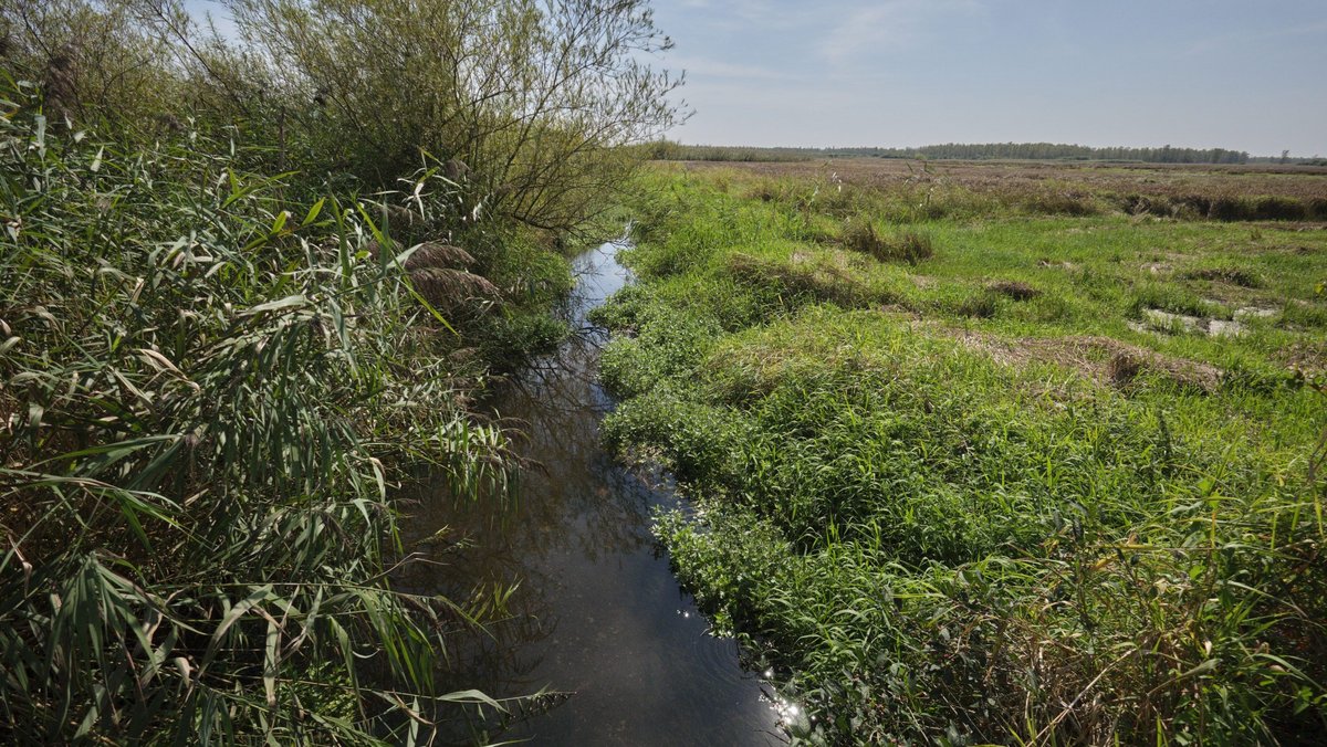 Wiederbewässert und wiederbelebt: das Moor am Federsee. Foto: Joachim E. Röttgers
