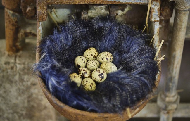 Naomi Hankatas Pelz-Vogelnest, eingebettet in eine alte Tränke. Naomi Hankatas Pelz-Vogelnest, eingebettet in eine alte Tränke.
