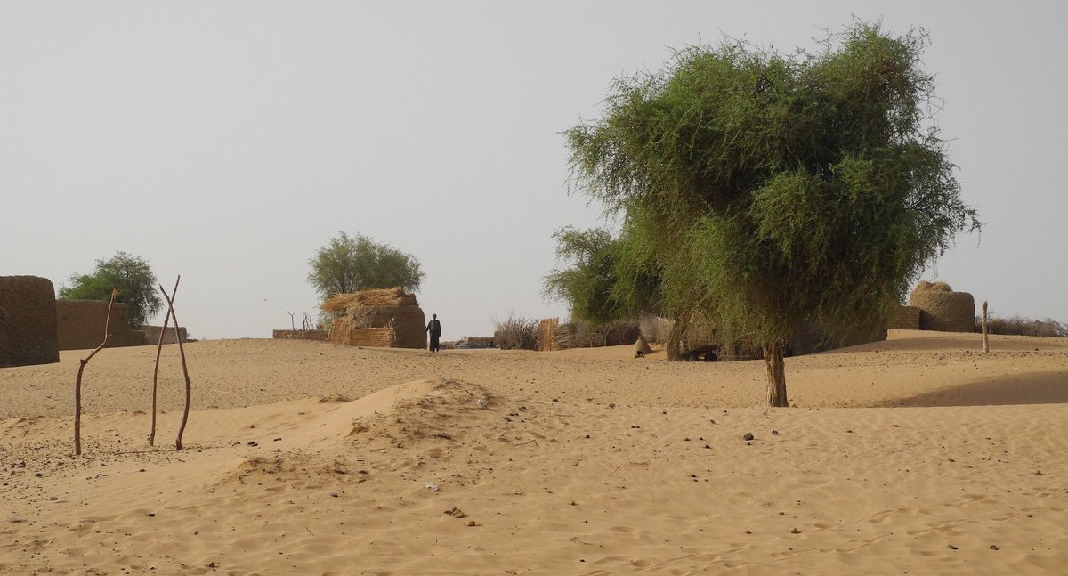 Die Wüste breitet sich aus, jährlich um etwa 120.000 Quadratkilometer. Hier im Niger.
