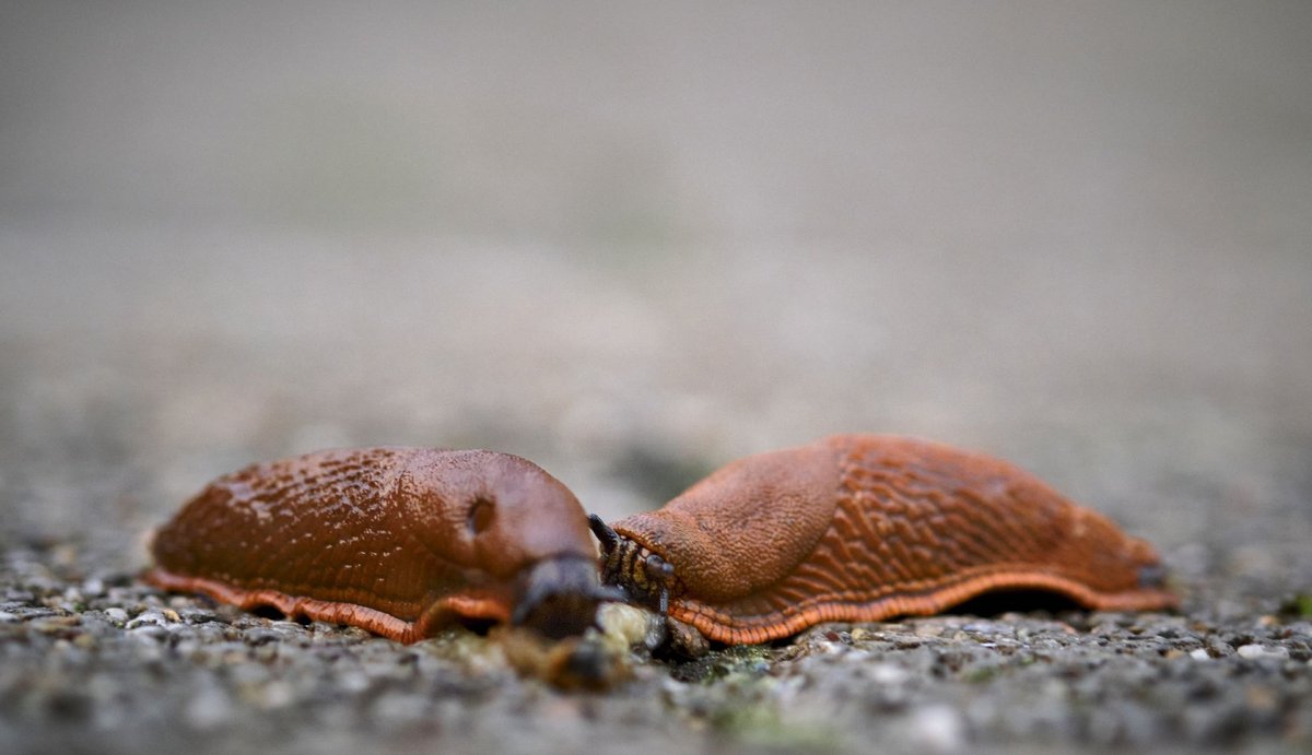 "Hast Du gehört? Sie wollen uns mit Salz bestreuen und zerschneiden."  "Hast Du gehört? Sie wollen uns mit Salz bestreuen und zerschneiden."