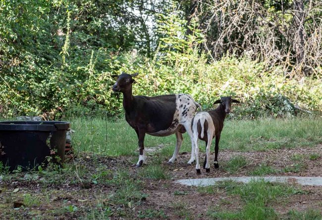 Etwa ein Dutzend Ziegen treiben sich in Roths Garten rum.