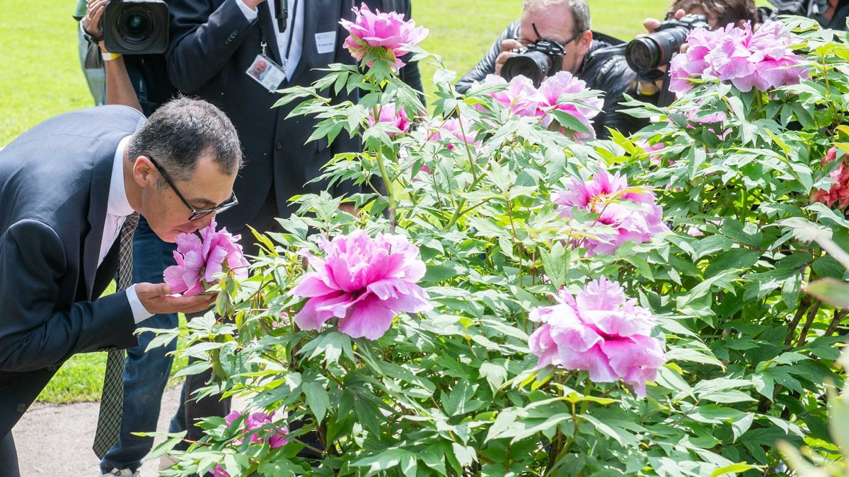 Pfingstrosen beschnuppern extra für die Kamera – Mai 2022. Zur chronologischen Cem-Session geht's per Klick auf den Pfeil.