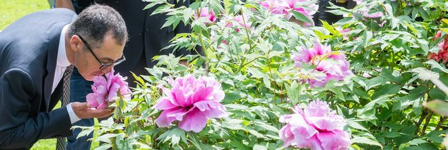 Der Zauberer von Öz