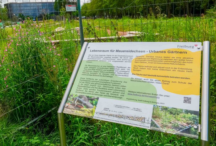 Neues Habitat fürs Reptil: Die Mauereidechse ist schon nach nebenan umgesiedelt.