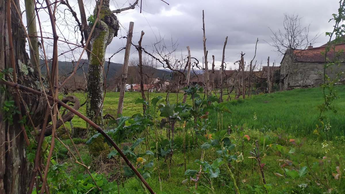 Traditionelle hohe Weinreben, kleine Felder.