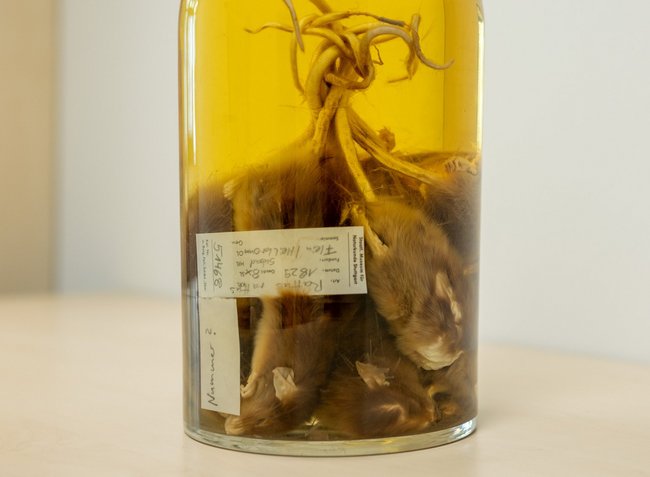 Der ominöse Rattenkönig