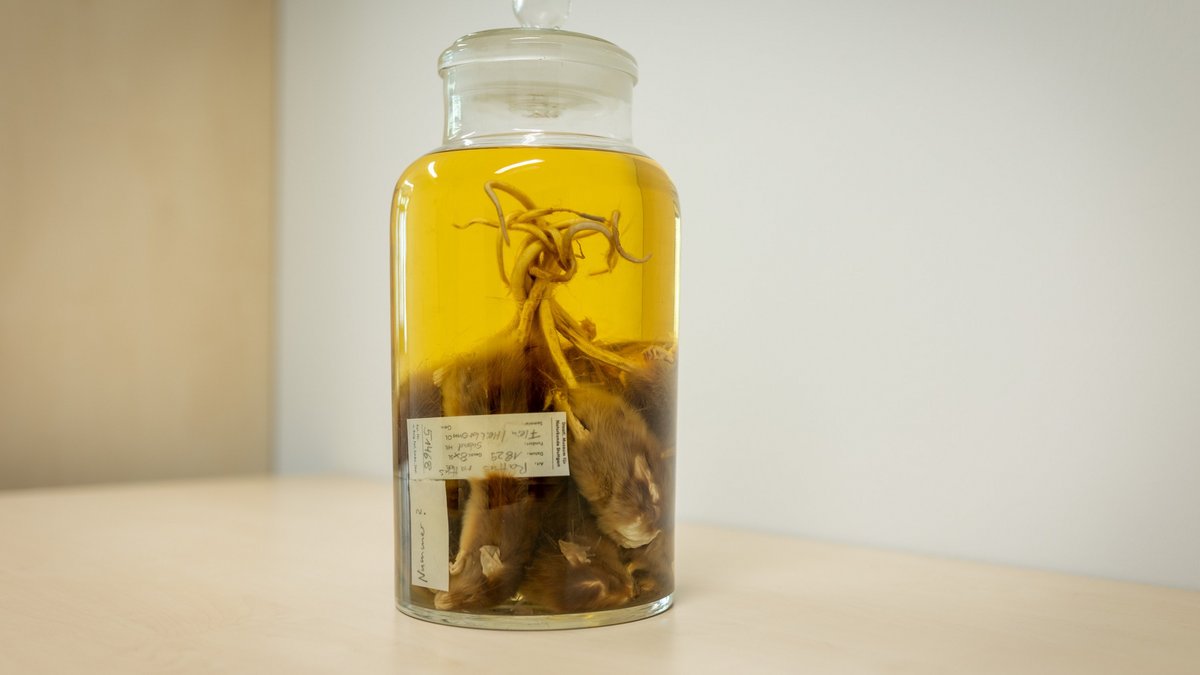 Das Alkoholpräparat eines Rattenkönigs, gefunden 1829 in Flein, heute in der Sammlung des Naturkundemuseums Stuttgart. Fotos: Julian Rettig