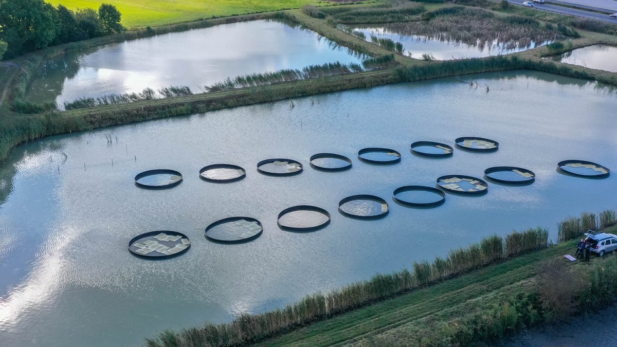 Beschattungsversuche mit Styroporplatten. Foto: Institut für Fischerei, LfL