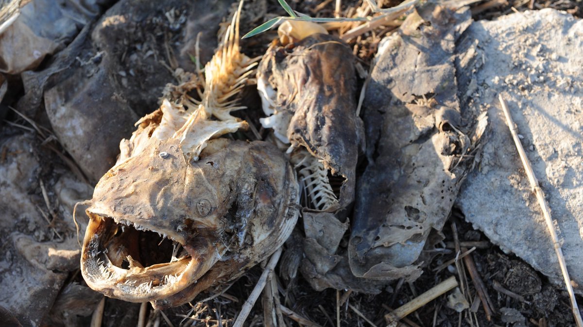 Marschen im Südirak: ausgetrocknete Fische, 2015. Foto: Katharina Eglau Marschen im Südirak: ausgetrocknete Fische, 2015. Foto: Katharina Eglau