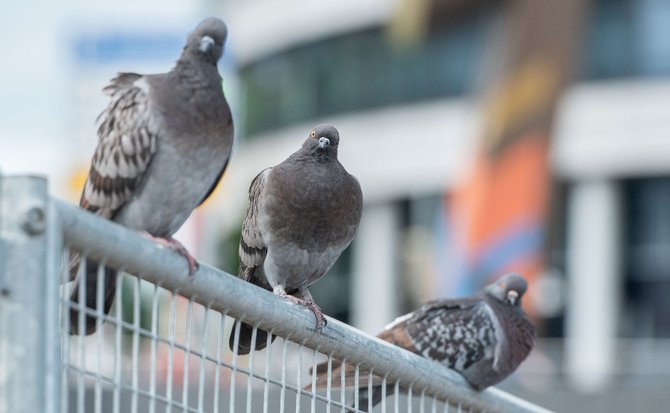 Tauben können sich rund 200 Gesichter merken.