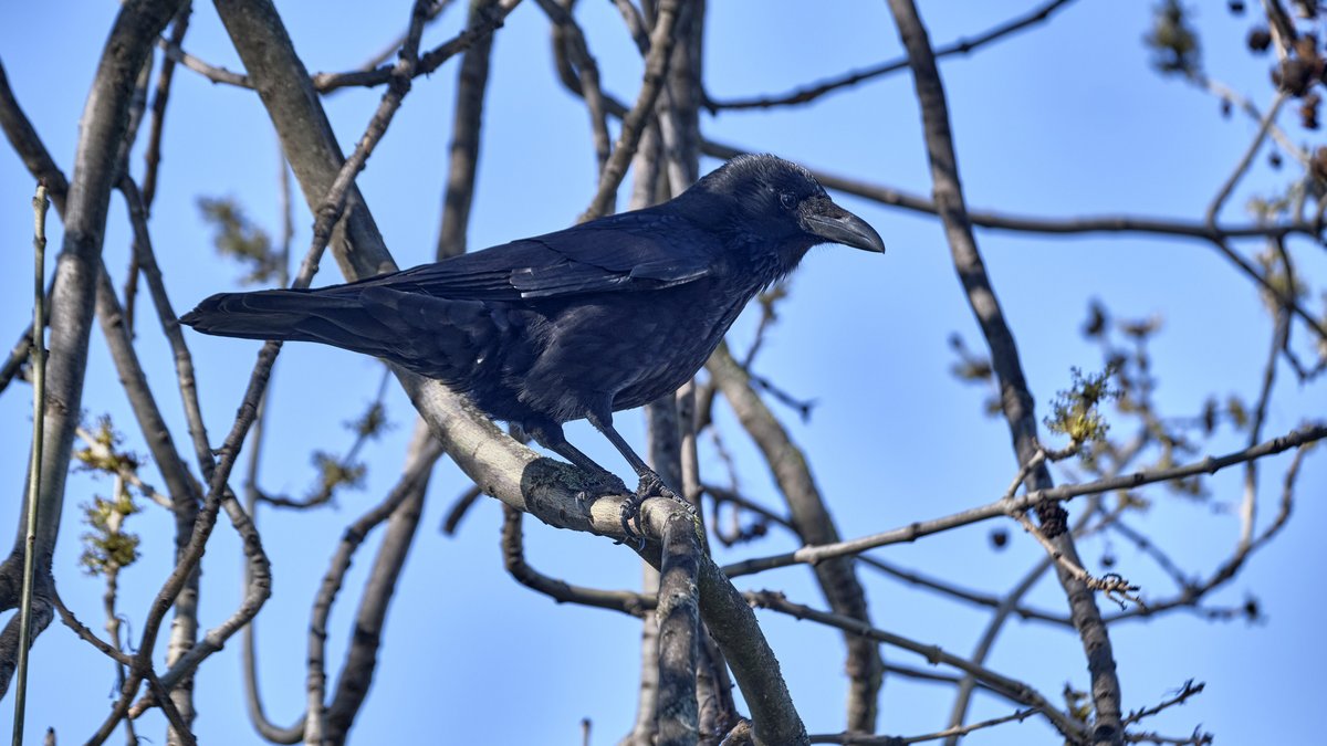 Geht's nach der CDU, wird auch die Saatkrähe zum Abschuss freigegeben. Die Rabenkrähe (im Bild) hat Glück gehabt. Foto: Joachim E. Röttgers