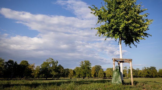 Eher Ersatz- als Neupflanzung: Jungbaum im Stuttgarter Rosensteinpark. Foto: Julian Rettig
