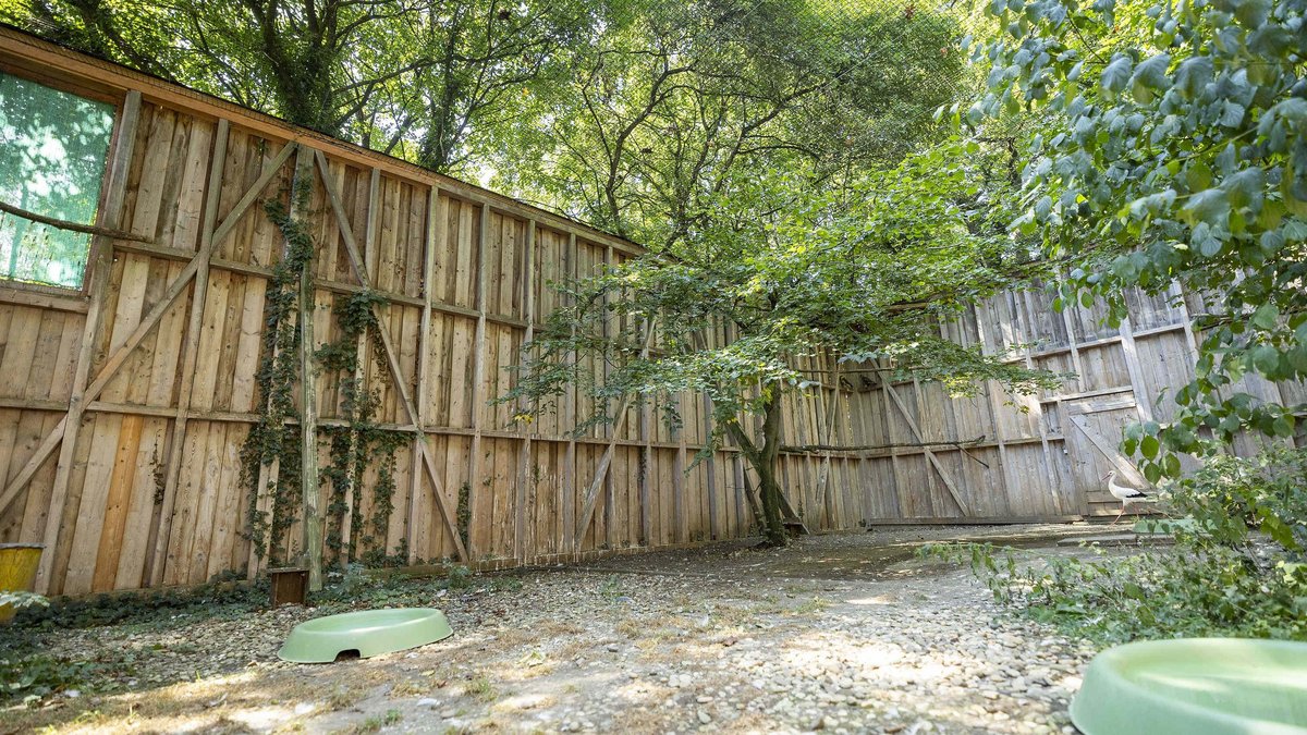 Viel Platz nach allen Seiten: Hier üben die Vögel das Fliegen, bevor sie ausgewildert werden. Rechts hinten ein flügellahmer Storch. Viel Platz nach allen Seiten: Hier üben die Vögel das Fliegen, bevor sie ausgewildert werden. Rechts hinten ein flügellahmer Storch.