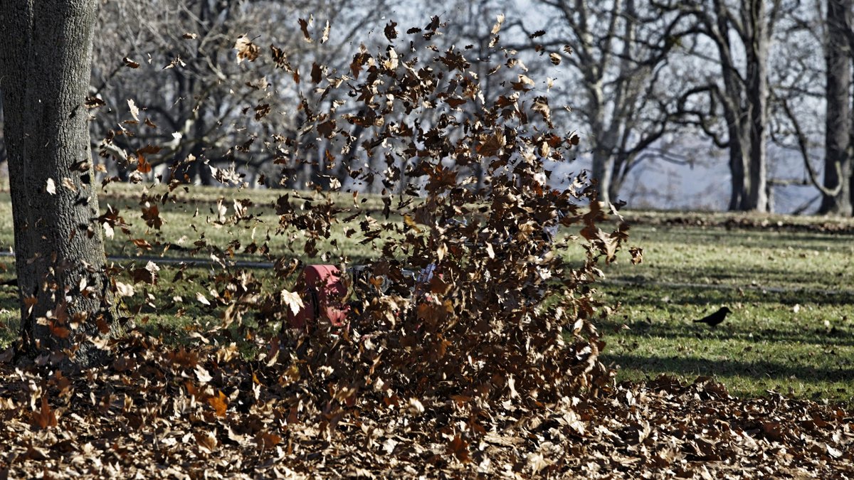 Laubbläser in nervtötender Aktion. Foto: Joachim E. Röttgers