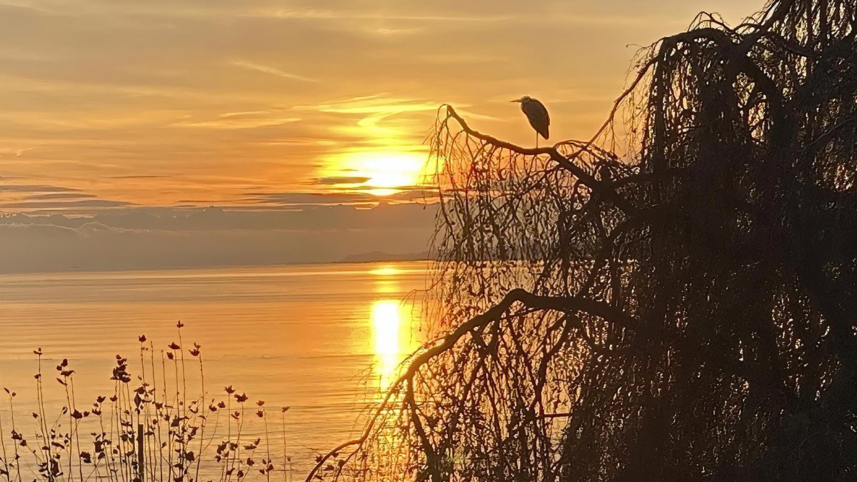 Blick von Konstanz auf den Bodensee im November 2023: Reiher wittern Morgenluft, Medienprojekte eher nicht. Foto: Kontext 