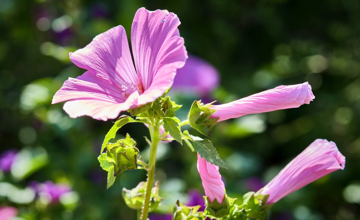 Hibiskus.