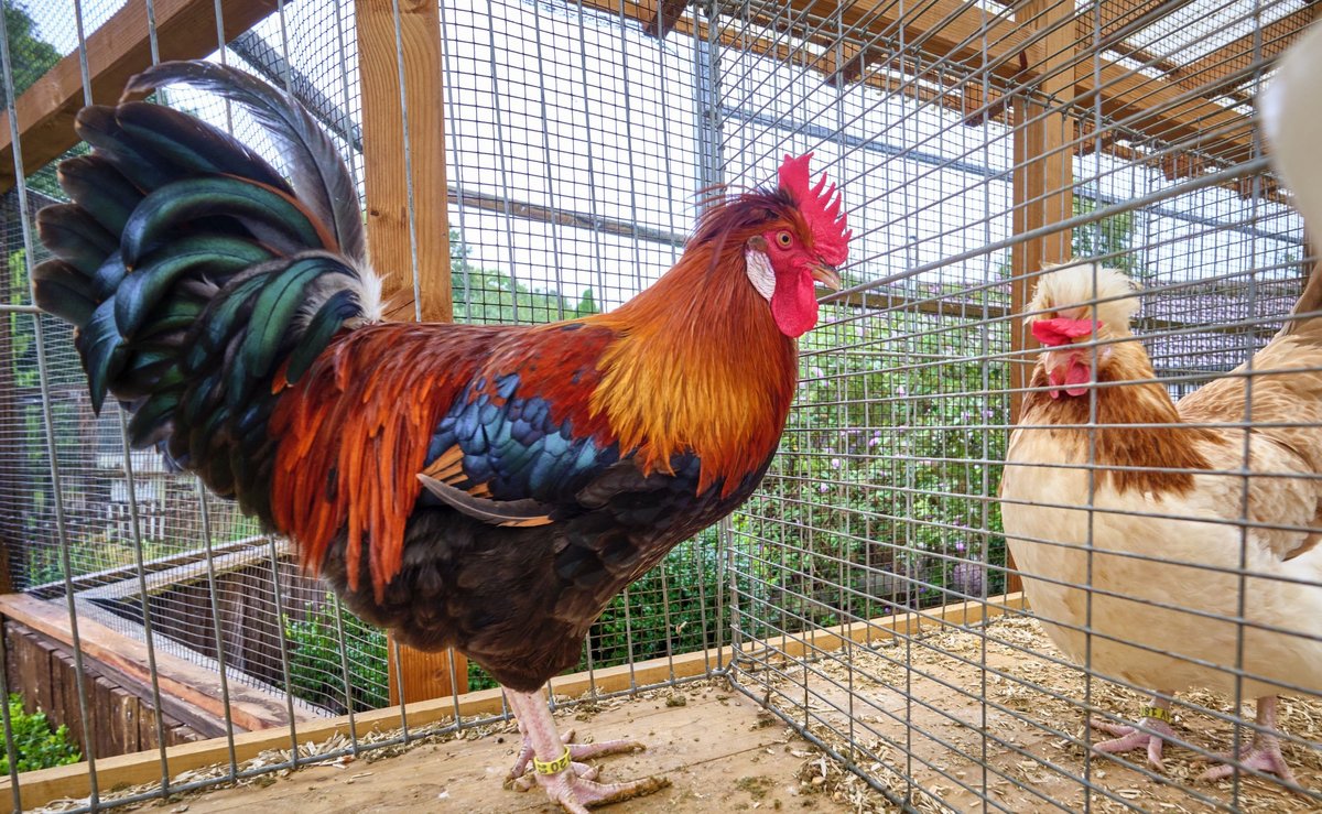 Beschaulicher zu ging's am 26.8.2023: Jungtierschau bei den Kleintierzüchtern Steinenbronn. Zwei Österreicher Sulmtaler, Hahn (l.) und Henne (r.).