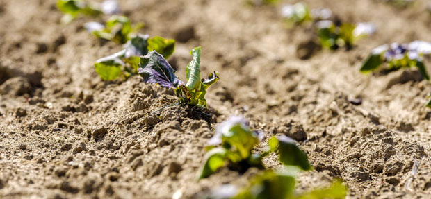 Salat vertrocknet, dafür gibt's jede Menge Zucchini.